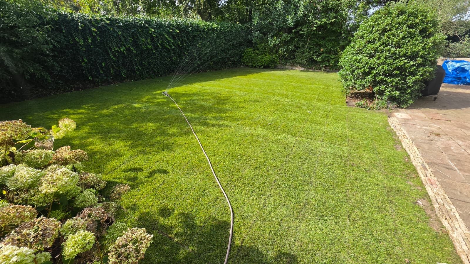 Strak gazon met borders en hortensia's
