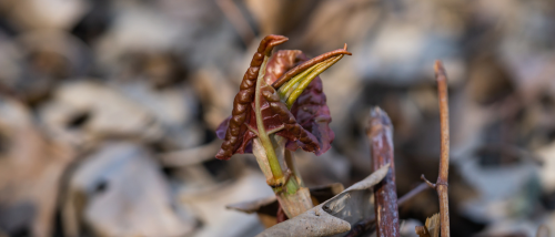 Solitaire planten